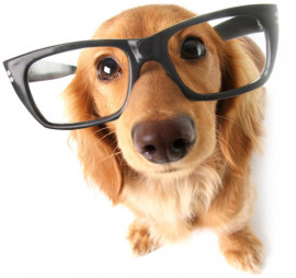 Hund mit Brille - Steuererklärung Koblenz Jahresabschluss