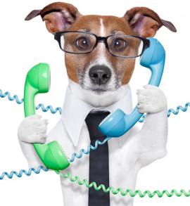 Hund mit Telefonhörern